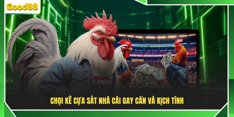 Chọi kê cựa sắt nhà cái gay cấn và kịch tính