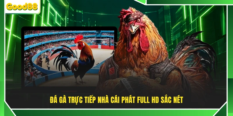 Đá gà trực tiếp nhà cái phát full HD sắc nét