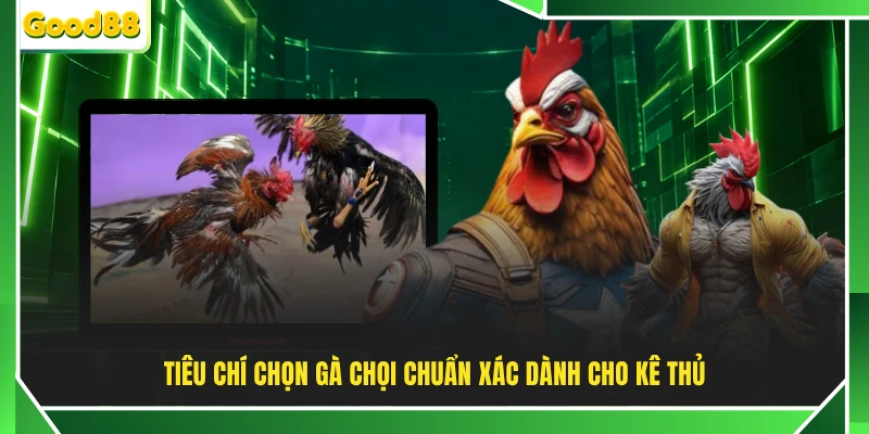 Tiêu chí chọn gà chọi chuẩn xác dành cho kê thủ