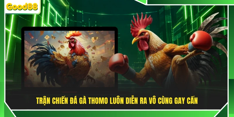 Trận chiến đá gà Thomo luôn diễn ra vô cùng gay cấn
