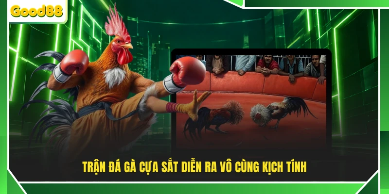 Trận đá gà cựa sắt diễn ra vô cùng kịch tính 